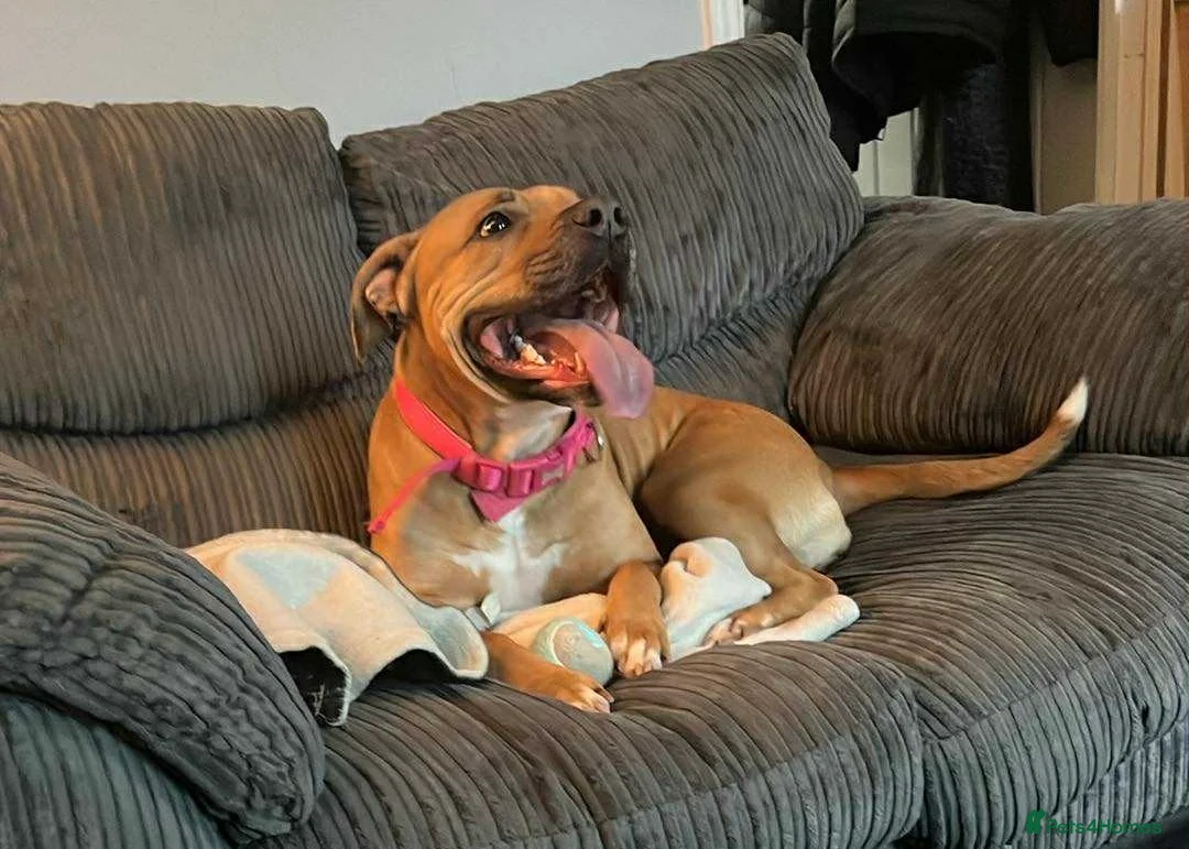 Mixed Breed dogs for sale: Very Sad Rehome  - Advert 2