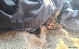 Bengal cats for sale: Mixed bengal kittens   - Advert 5