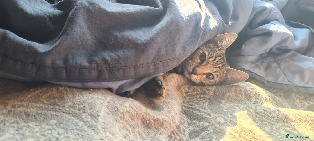 Bengal cats for sale: Mixed bengal kittens   - Advert 5