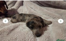 Doxiepoo dogs for sale: Doxipoo  - Image 8
