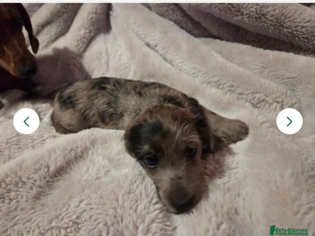 Doxiepoo dogs for sale: Doxipoo  - Image 8