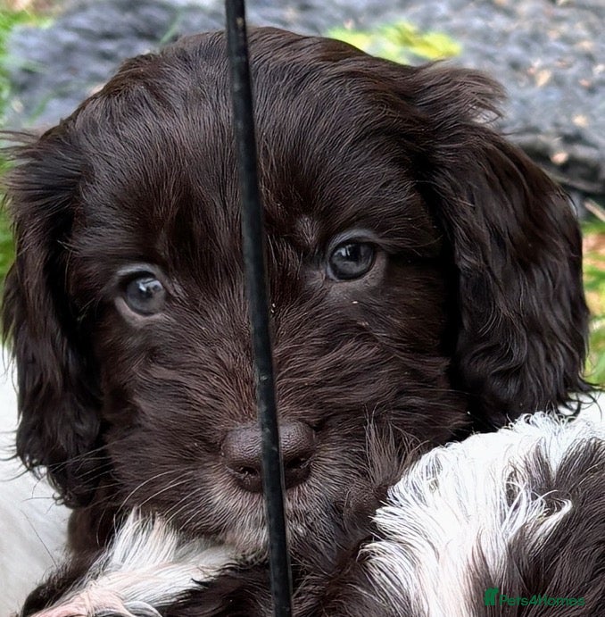 Cockapoo dogs 🩷💙F1 Quality Teddy Bear Cockapoo pups 🩷💙 - Advert 1
