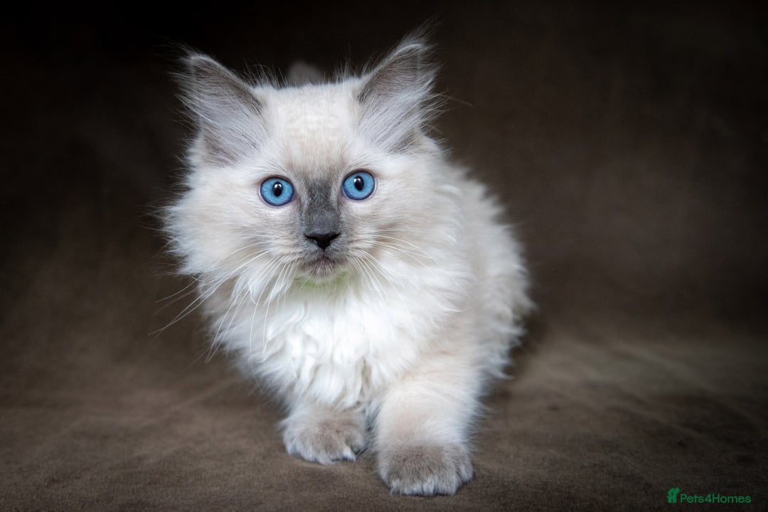 Ragdoll cats for sale: Stunning Ragdoll Kittens - Image 1