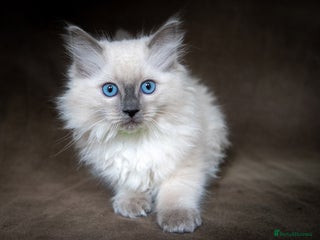 Ragdoll cats - Advert 2