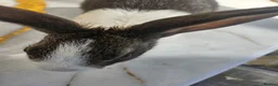 Dutch rabbits for sale: Dutch rabbits  in Bradford - Advert 3