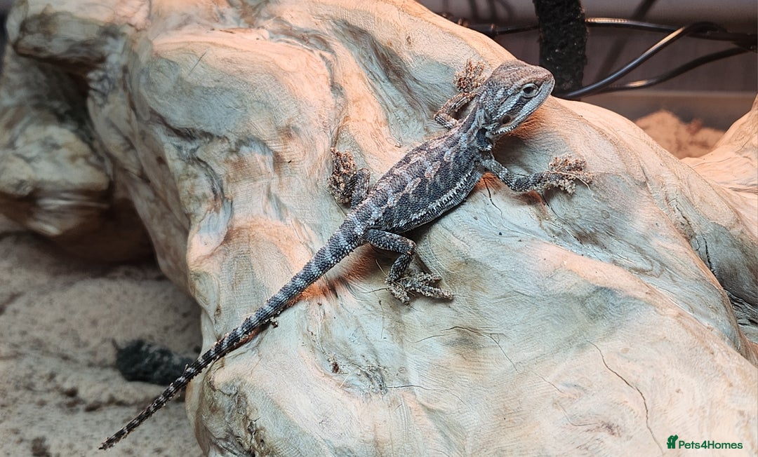 Dragon reptiles for sale: Baby Bearded Dragons  - Image 7