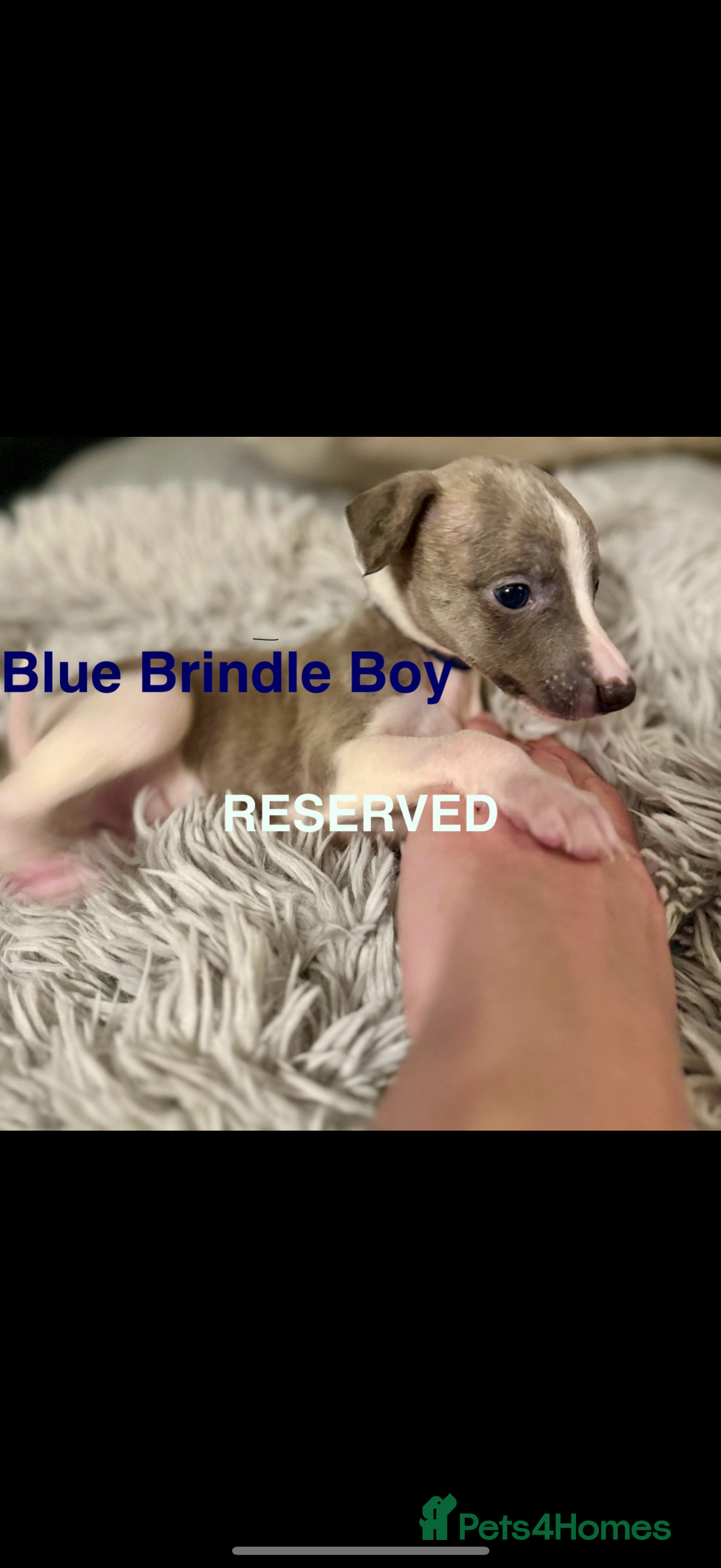 Whippet dogs for sale: 🏡 Ready Saturday! Kennel Club Whippet Puppies 🐾 - Image 17