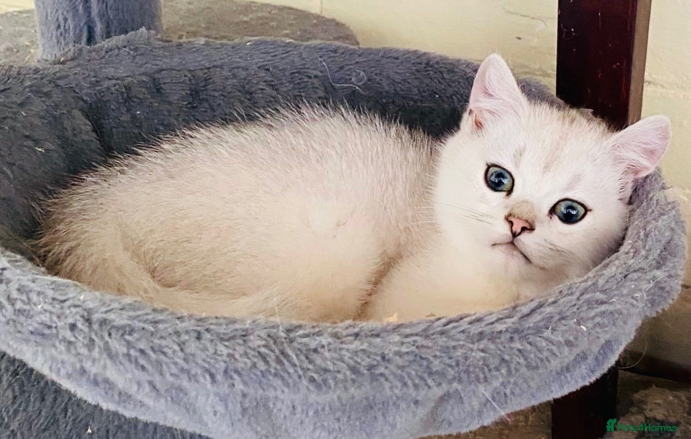 British Shorthair cats BEAUTIFUL BLH & BSH FEMALE KITTENS  - Advert 2