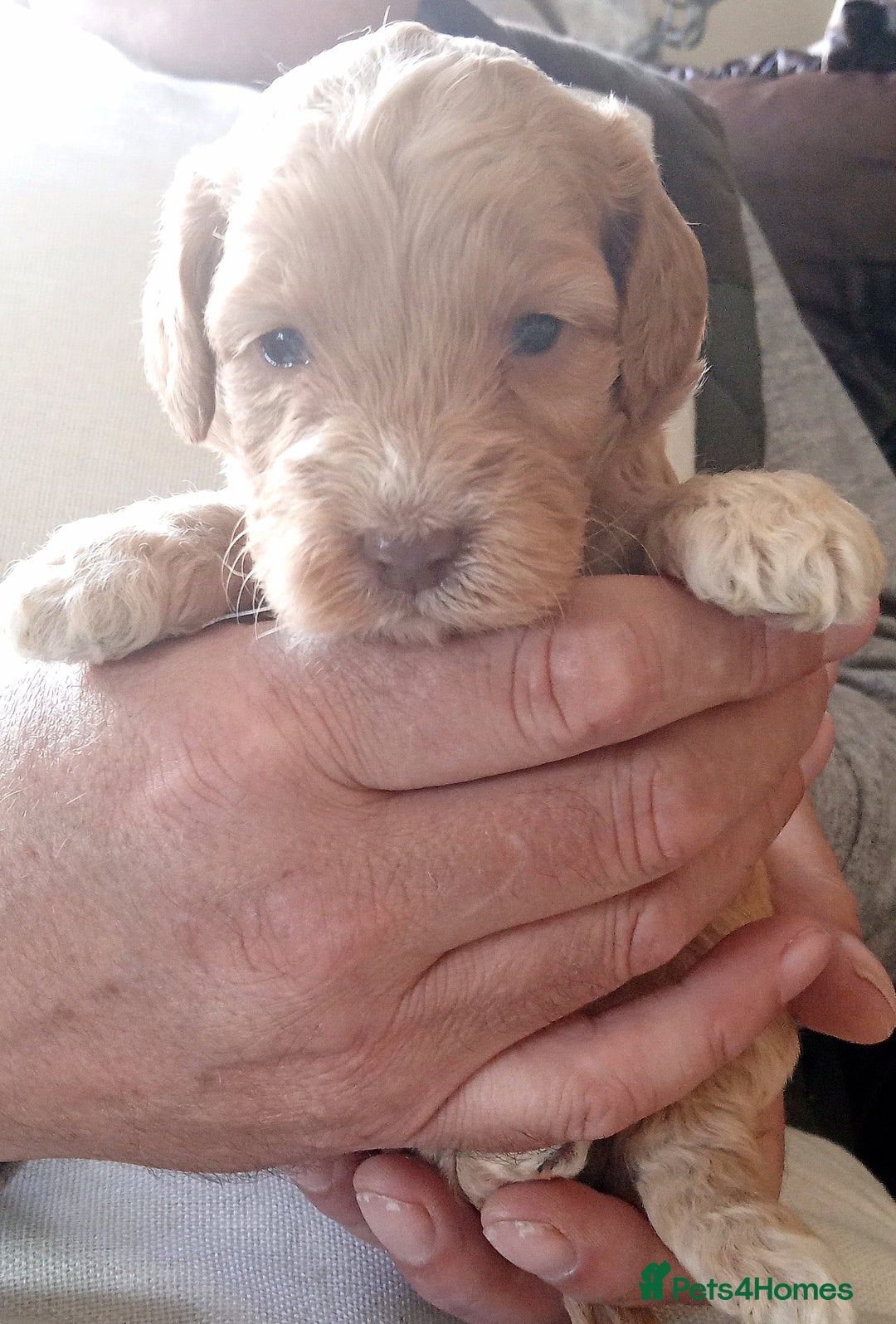 Cockapoo dogs for sale: Cockapoo f1 show) ❤️ - Image 3