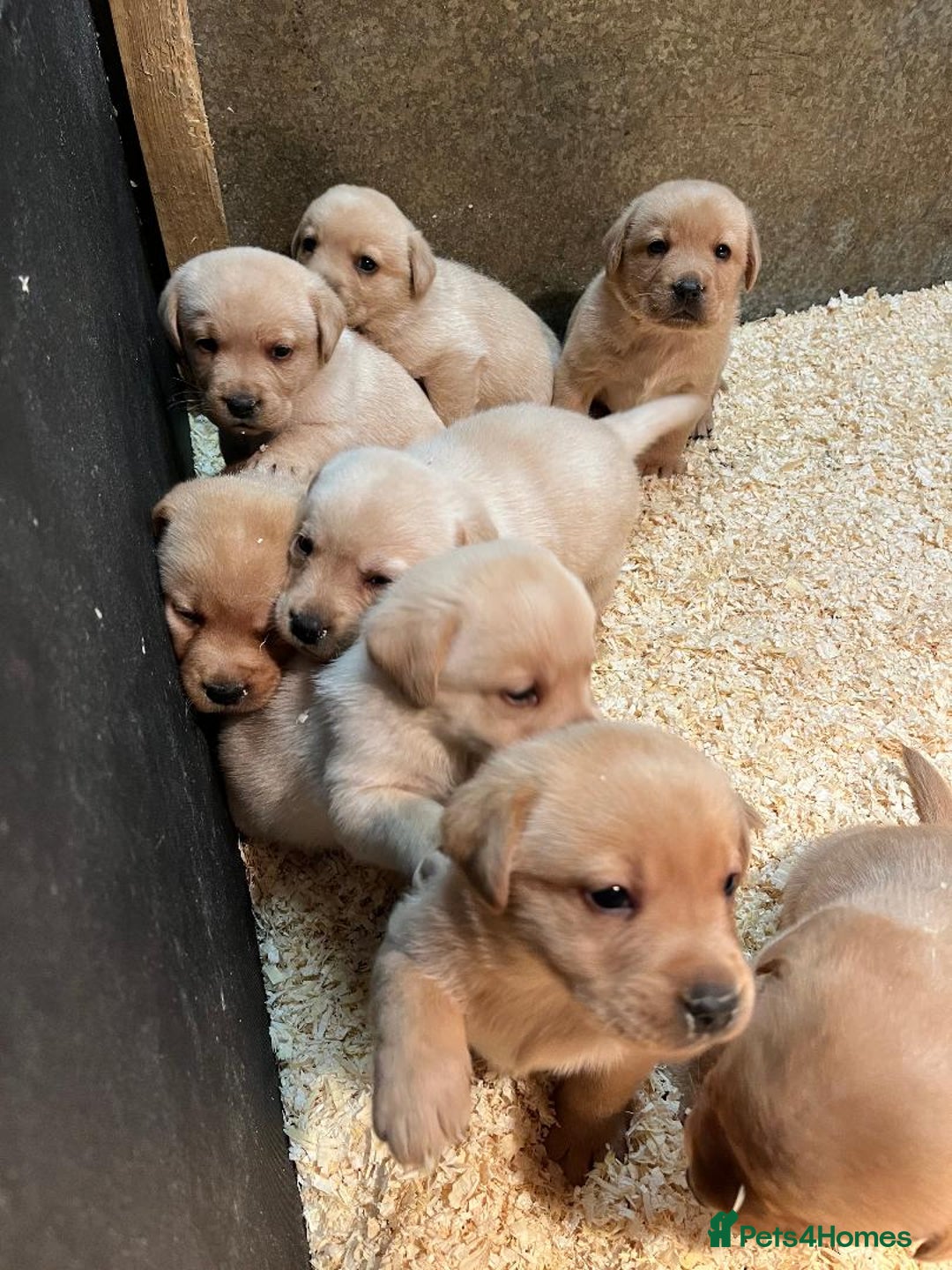 Labrador Retriever dogs for sale: Beautiful Fox Red Labradors  - Advert 3