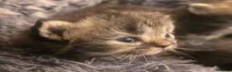 Persian cats for sale: Stunning pure Persian babies - Advert 6