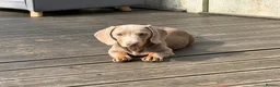 Miniature Dachshund dogs for sale: Miniature dachshund males - Advert 17