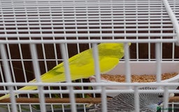 Budgerigars birds for sale: Budgies for sale - Image 4