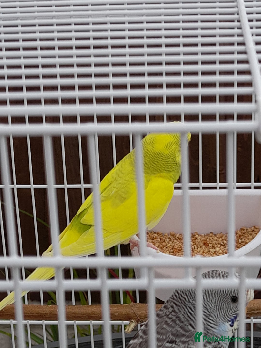 Budgerigars birds for sale: Budgies for sale - Image 4