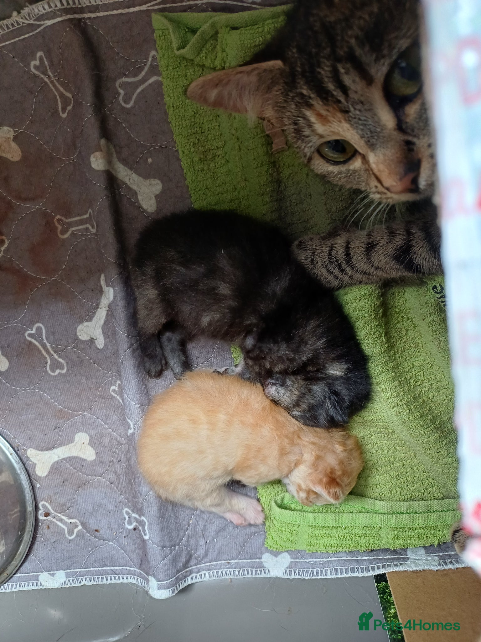 Mixed Breed cats for sale: Kittens half bengal - Advert 2