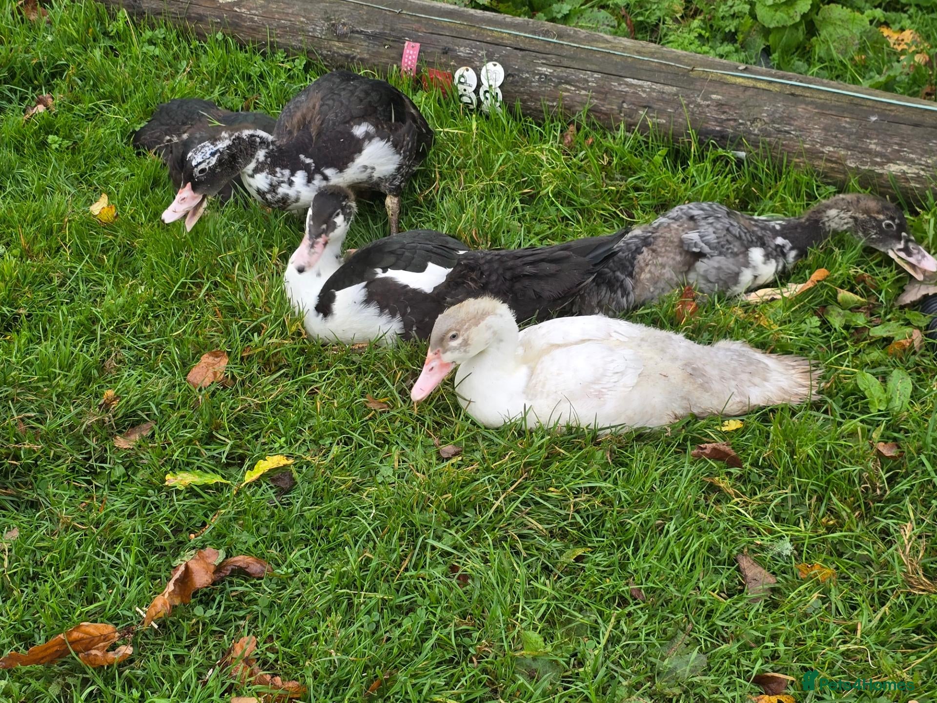 Ducks poultry Beautiful muscovy ducklings  - Advert 19