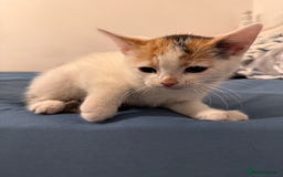 Mixed Breed cats for sale: 5 beautiful kittens  - Image 10