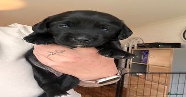 Mixed Breed dogs - Advert 3