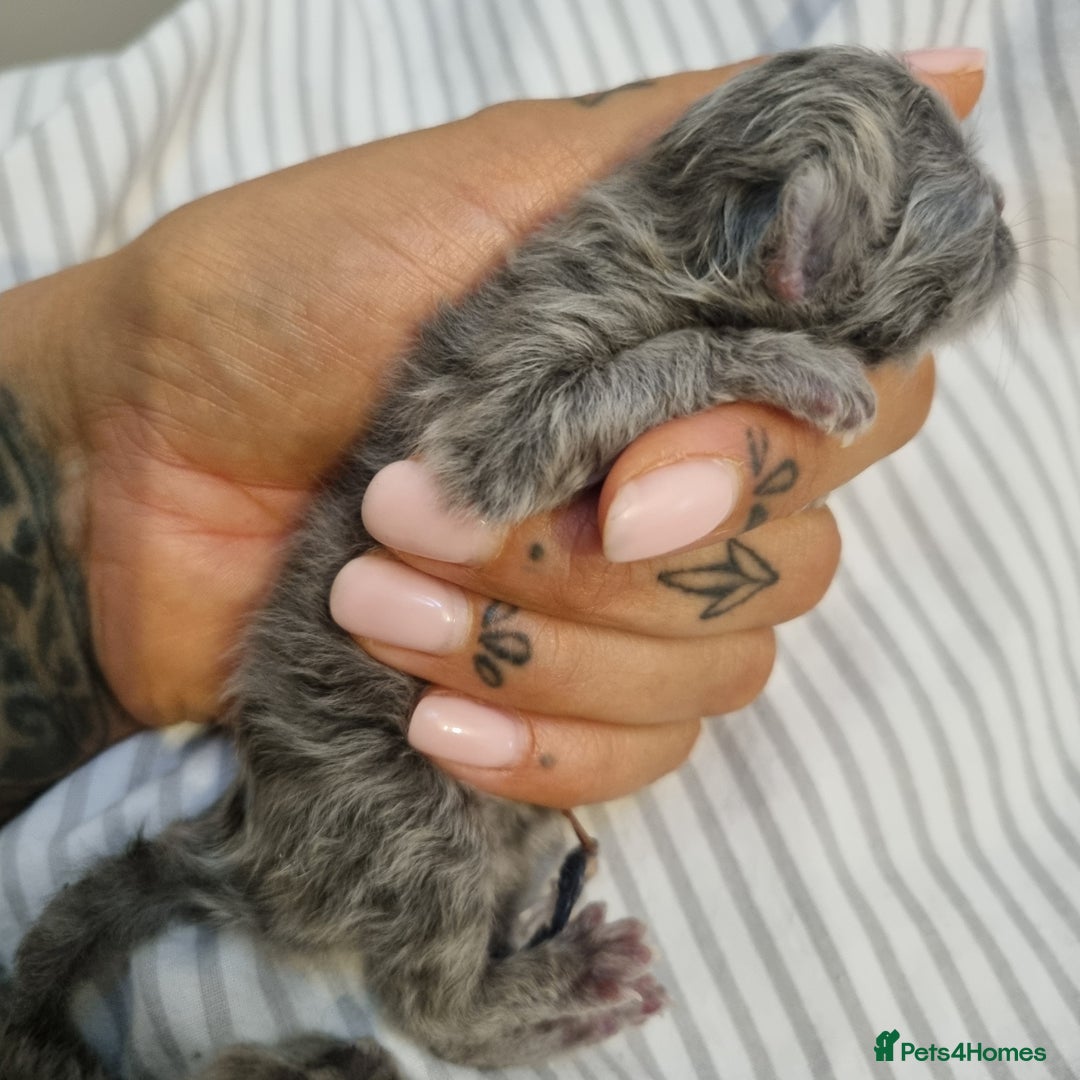 Persian cats for sale: Beautiful blue persian babies - Image 20