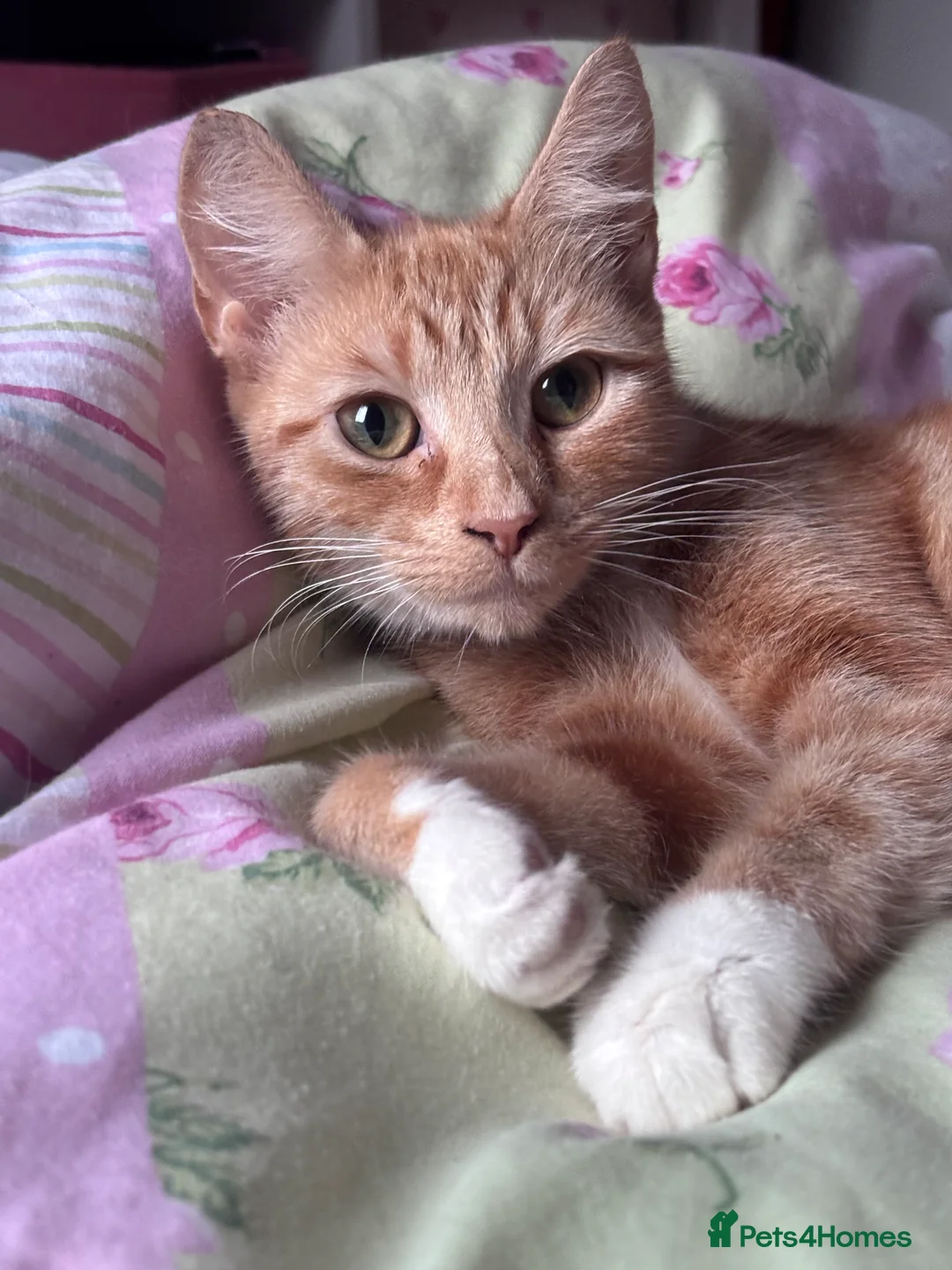 Domestic Shorthair cats for sale: Ginger & White Male Kitten - last of litter  - Advert 3