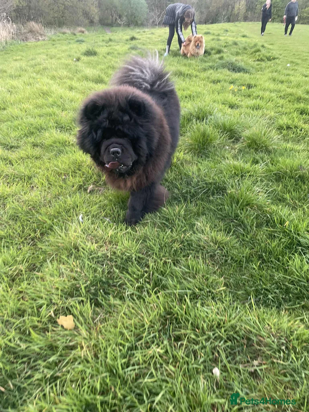Chow Chow dogs for sale: KC Registered Chow Pups– (Champion Blood Lines) - Advert 15