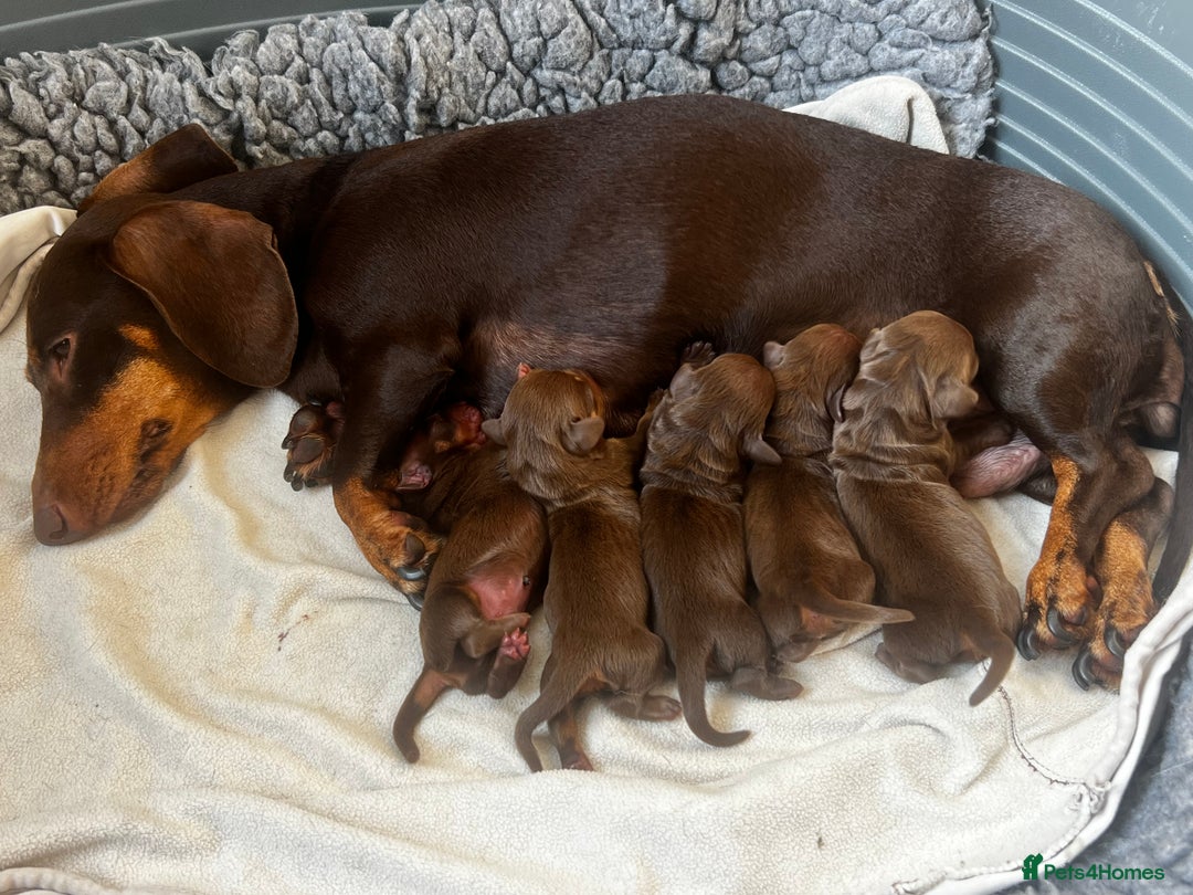Miniature Dachshund dogs for sale: Gorgeous chocolate & Tan Miniature Dachshunds  - Image 3
