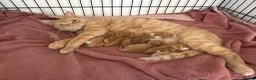 Mixed Breed cats for sale: 6 beautiful ginger kittens  - Advert 13