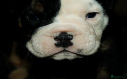 Olde English Bulldogge dogs for sale: Olde English Bulldog puppies - Image 13