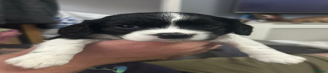 Cockalier Puppy 4