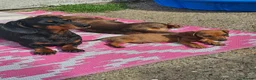 Dachshund dogs for sale: 1 Miniature dachshund left in Swadlincote - Advert 9