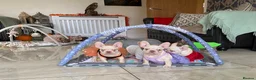 French Bulldog dogs for sale: FRENCH BULLDOGS, MERLE, ROJO, ISABELLA NEWSHADE. - Advert 26