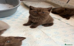 British Shorthair cats for sale: British short hair - Image 1