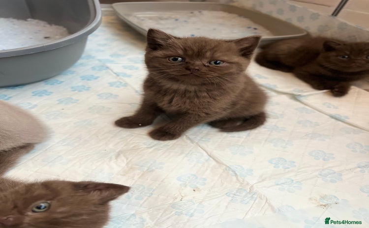 British Shorthair cats - Advert 3