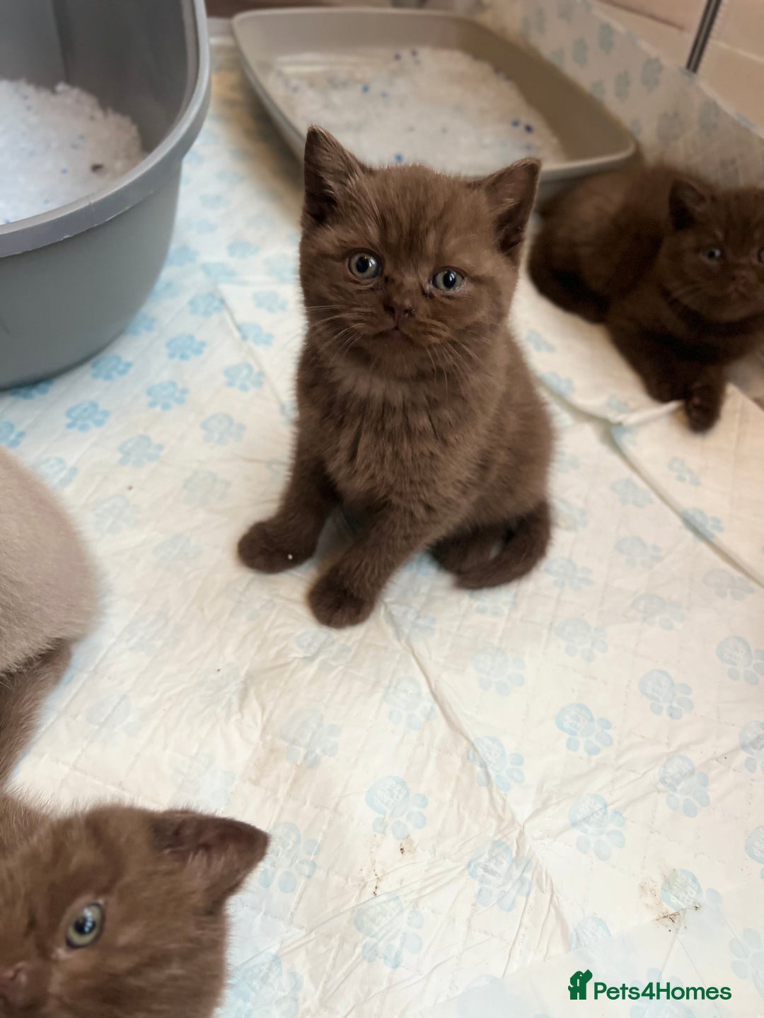 British Shorthair cats for sale: British short hair - Image 1
