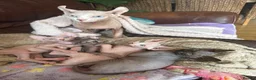 Sphynx cats for sale: Last pink green eyed sphynx kittens 😊 - Advert 7