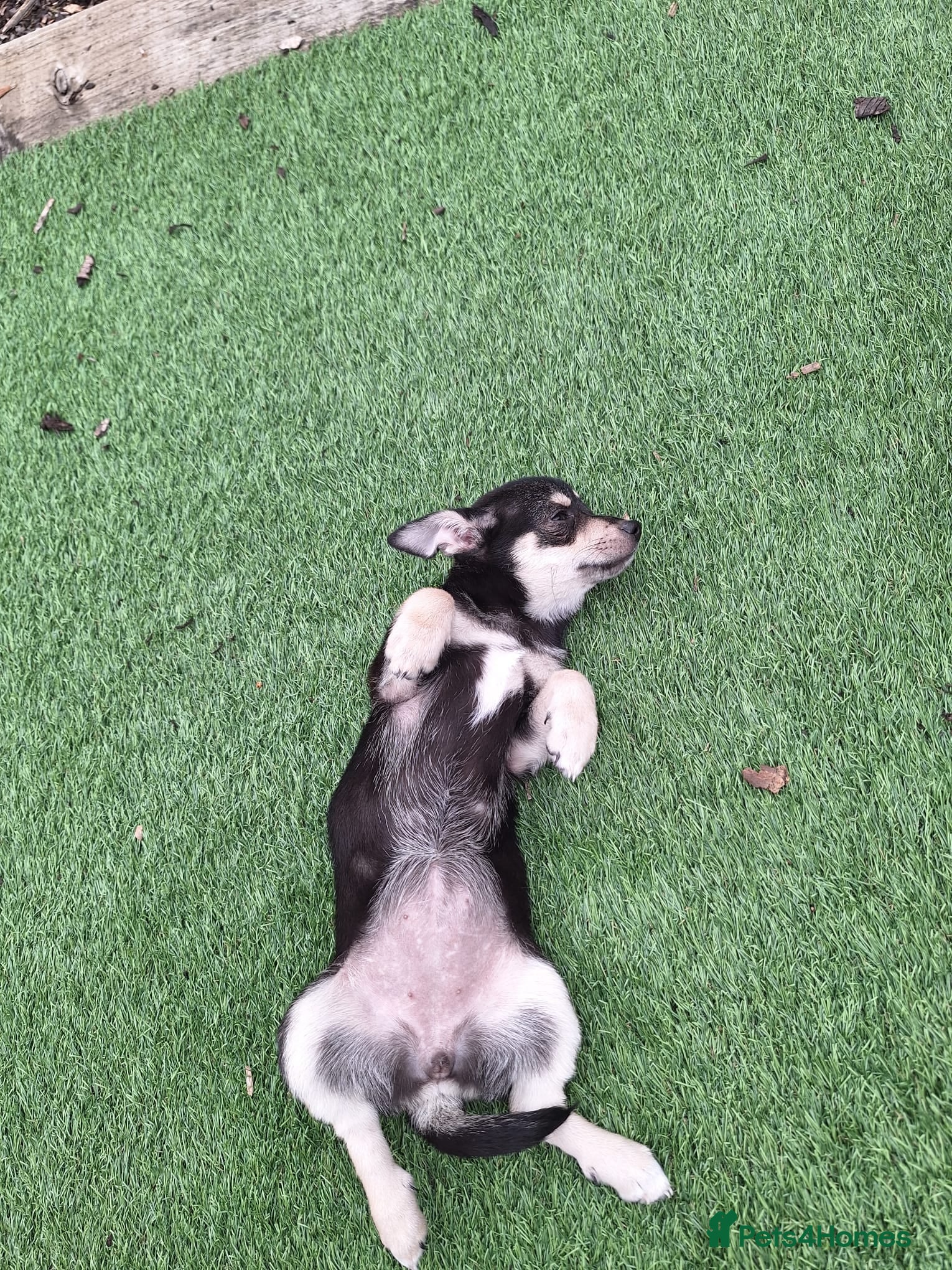 Chihuahua dogs 15 week old Chihuahua ready to go - Advert 4