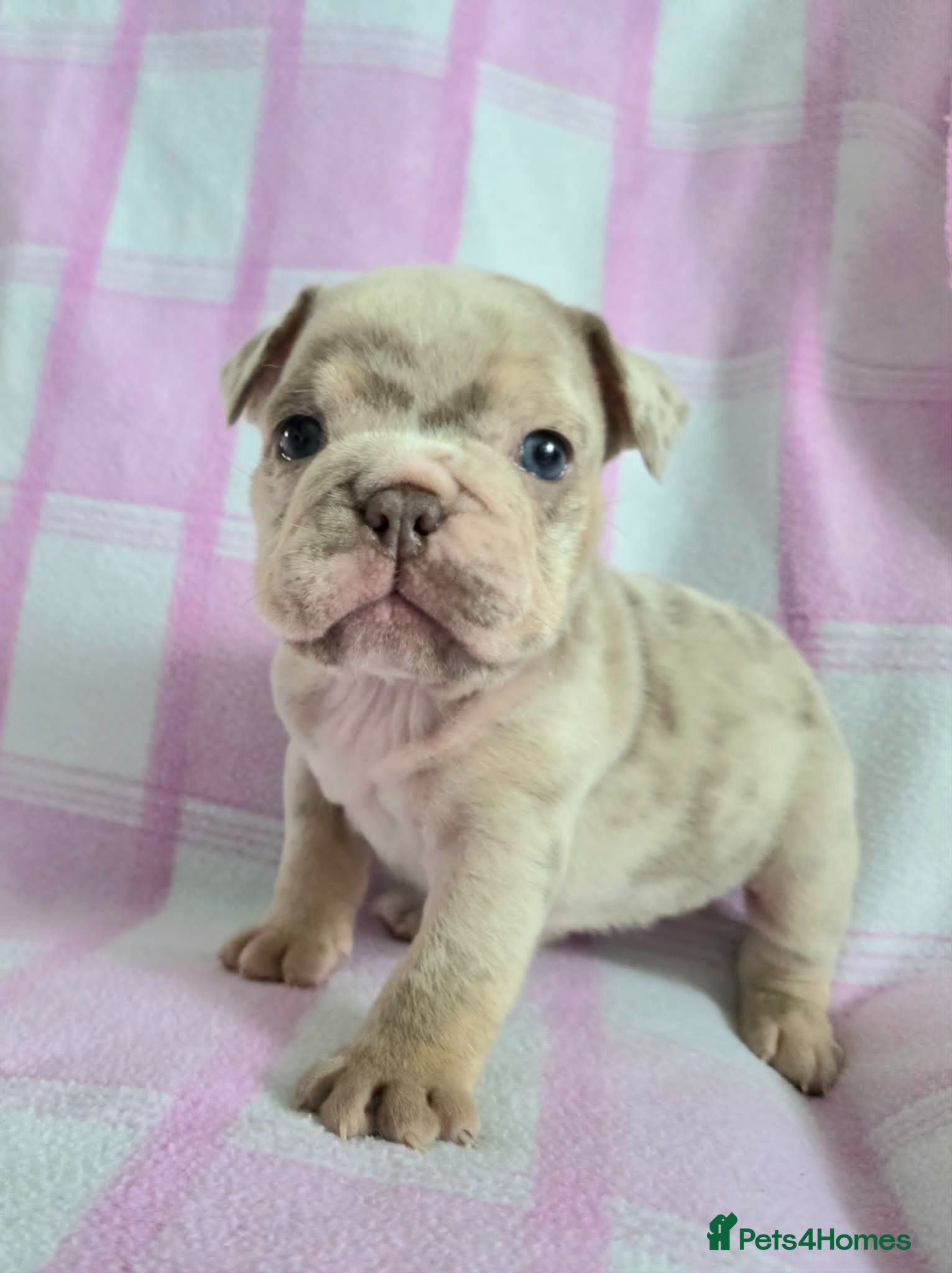 English Bulldog dogs 1GIRL LEFT  F1 Mini bull x Kc reg English bulldog - Advert 3