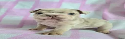 English Bulldog dogs for sale: F1 Mini bull x Kc reg English bulldog - Advert 10