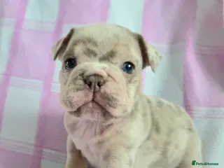 English Bulldog dogs 1GIRL LEFT F1 Mini bull x Kc reg English bulldog - Advert 3