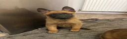 Belgian Shepherd Dog dogs for sale: Solid confident pups ready to go   in Abbots Langley - Advert 3