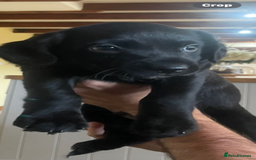 Mixed Breed dogs for sale: Happy and friendly  - Image 3