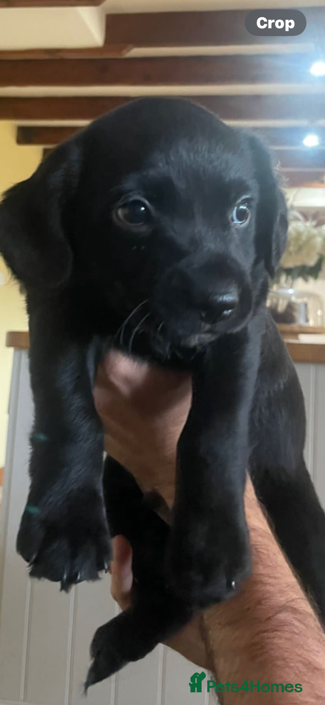 Mixed Breed dogs for sale: Happy and friendly  - Image 3