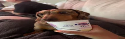 Miniature Dachshund dogs for sale: Miniature Dachshund seeking his forever home  - Advert 8