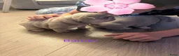 French Bulldog dogs for sale: ⭐️KC Reg⭐️Isabella & tan/liliac fawn ❤️ 🐾 - Advert 14