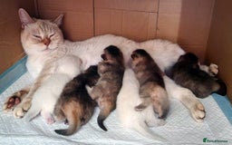 British Shorthair cats for sale: GOLDEN & COLOURPOINT BSH KITTENS, READY TO GO! - Image 10