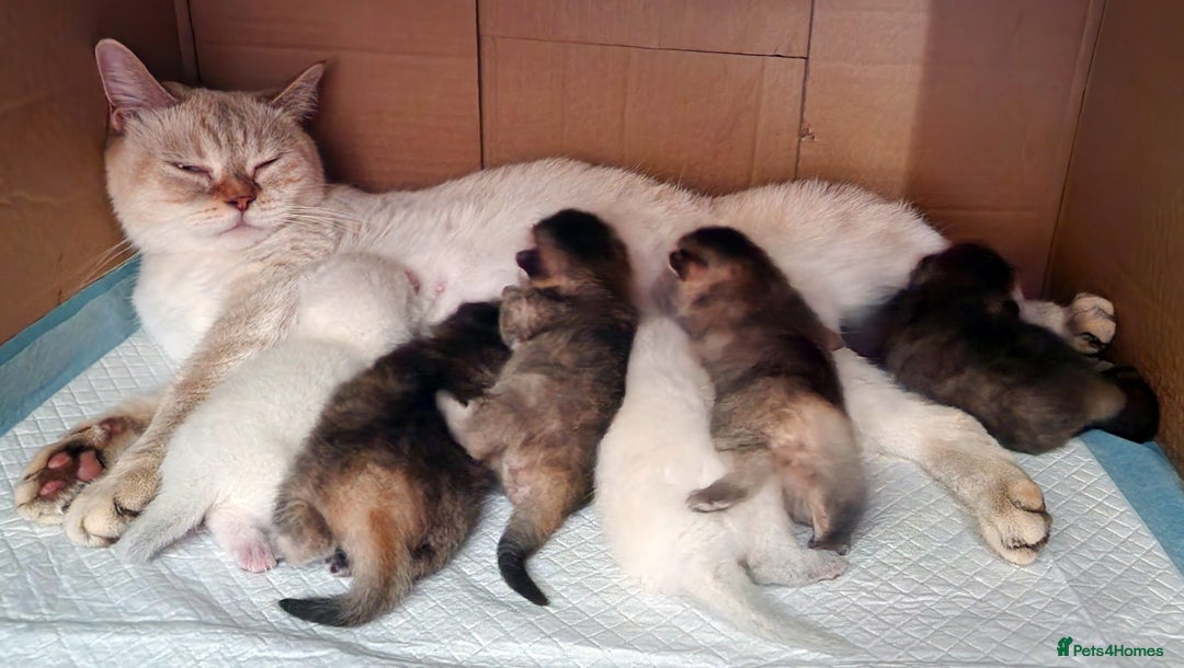 British Shorthair cats for sale: GOLDEN & COLOURPOINT BSH KITTENS, READY TO GO! - Image 10
