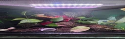 Frog reptiles for sale: Breeding pair of vittatus dart frogs with setup  in Barnsley - Advert 5