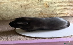 Guinea Pig rodents for sale: Two Sows looking for their new 🏡  - Image 2