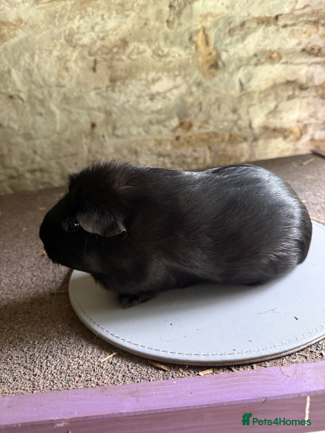 Guinea Pig rodents for sale: Two Sows looking for their new 🏡  - Image 2