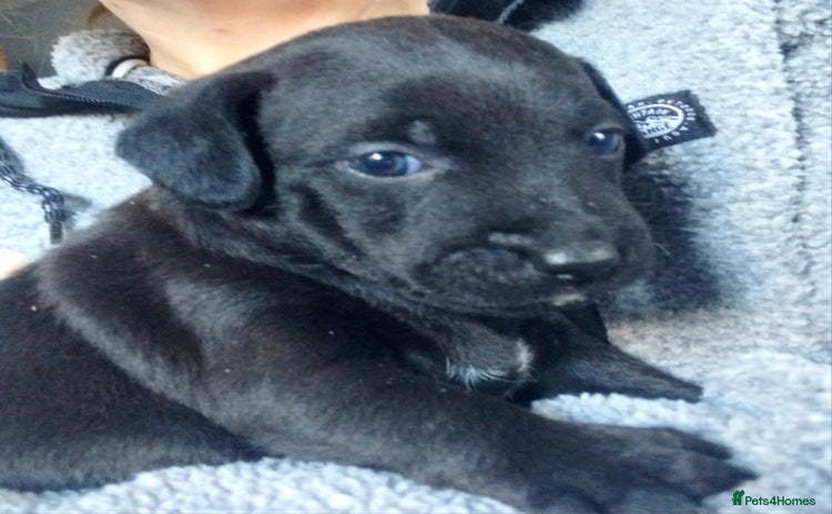 Patterdale Terrier dogs - Advert 1